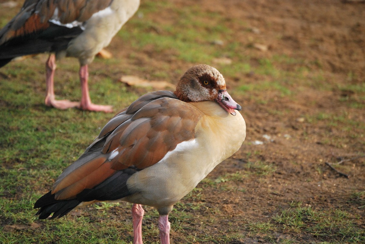 Egyptian Goose - ML634683124