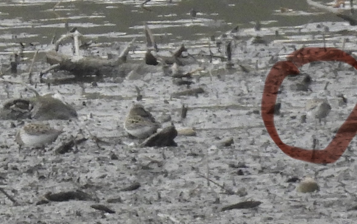 Least Sandpiper - ML634683288