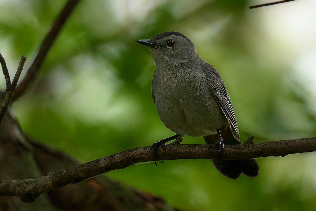 Gray Catbird - ML634683339