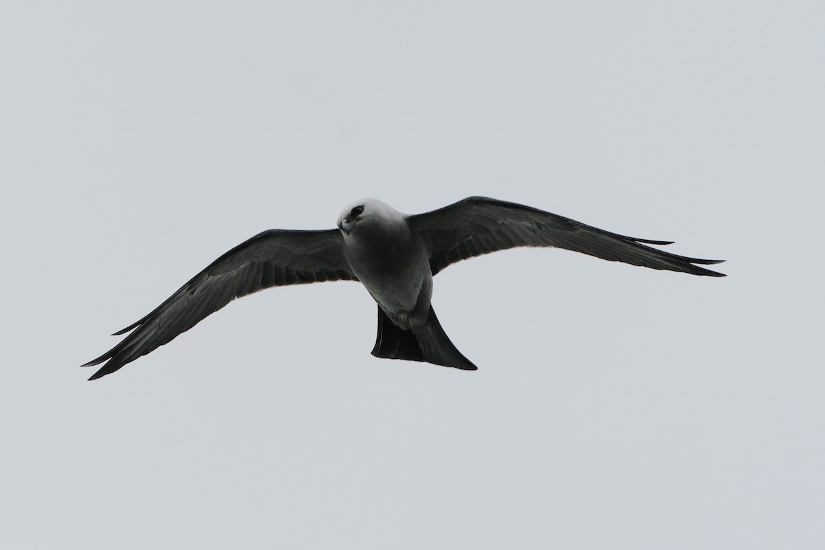 Mississippi Kite - ML634683391