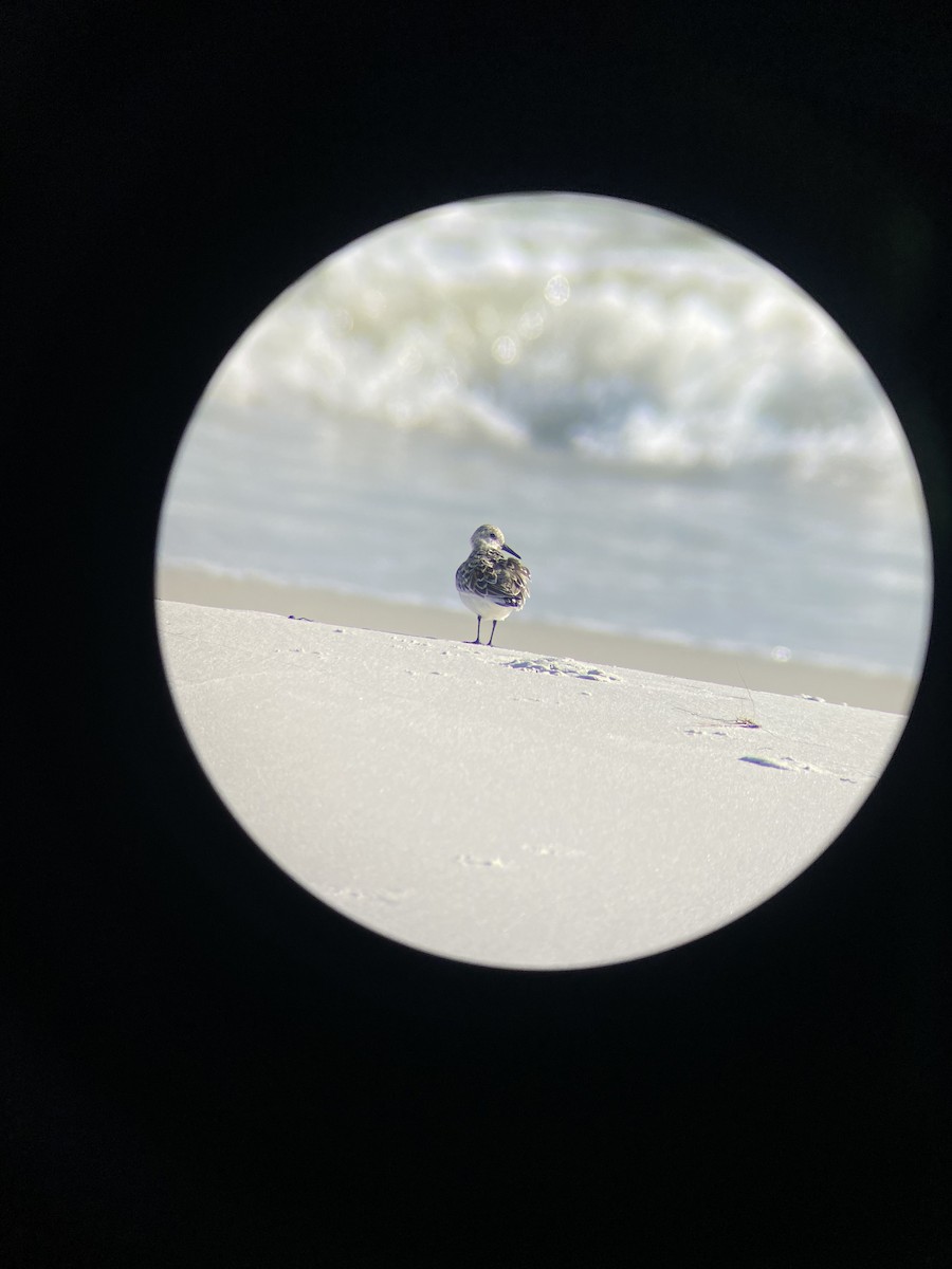 Sanderling - ML634683460