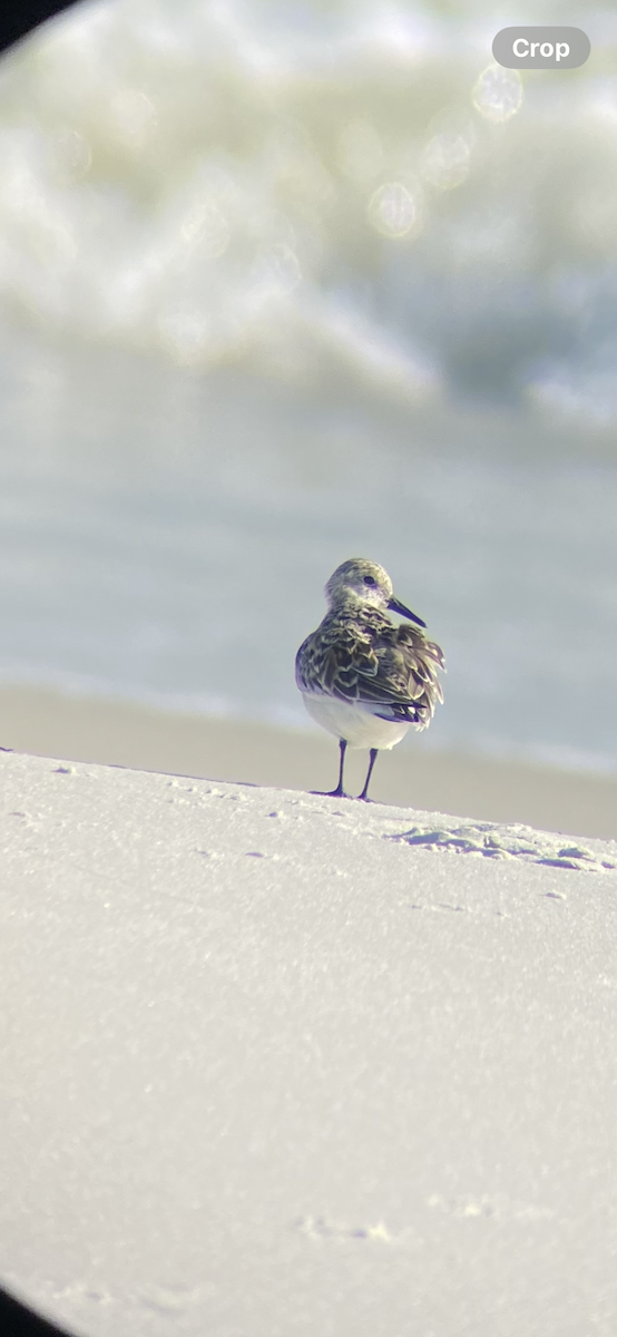 Sanderling - ML634683461