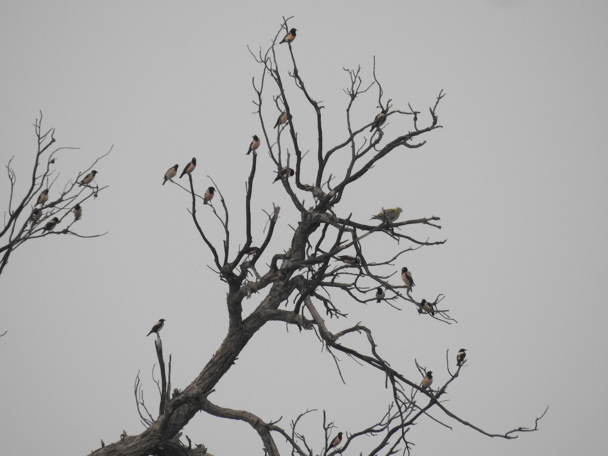 Rosy Starling - ML63468351