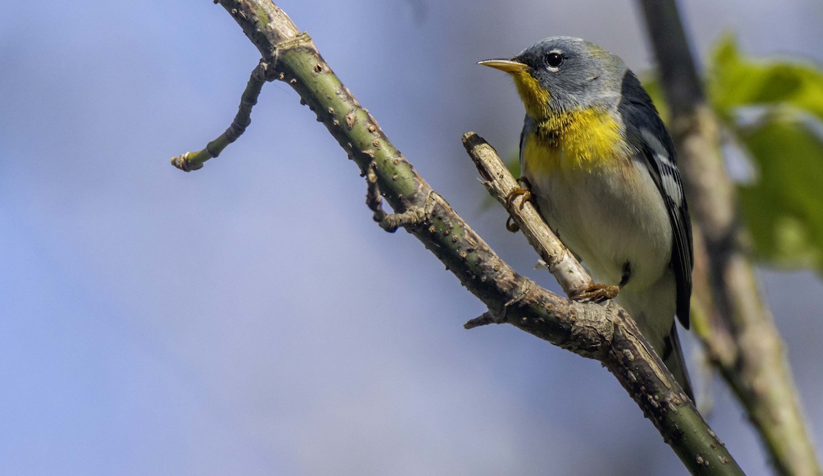 Northern Parula - ML634683693
