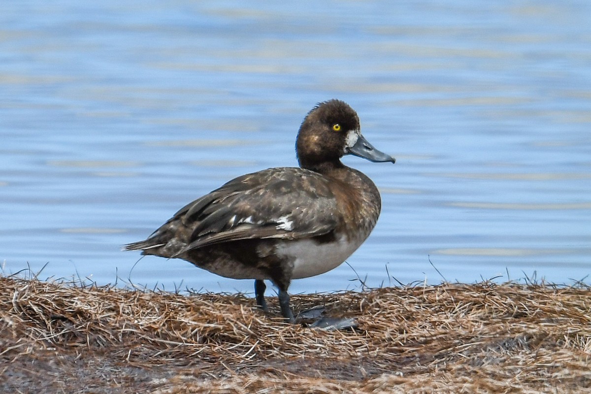 Lesser Scaup - ML634683721