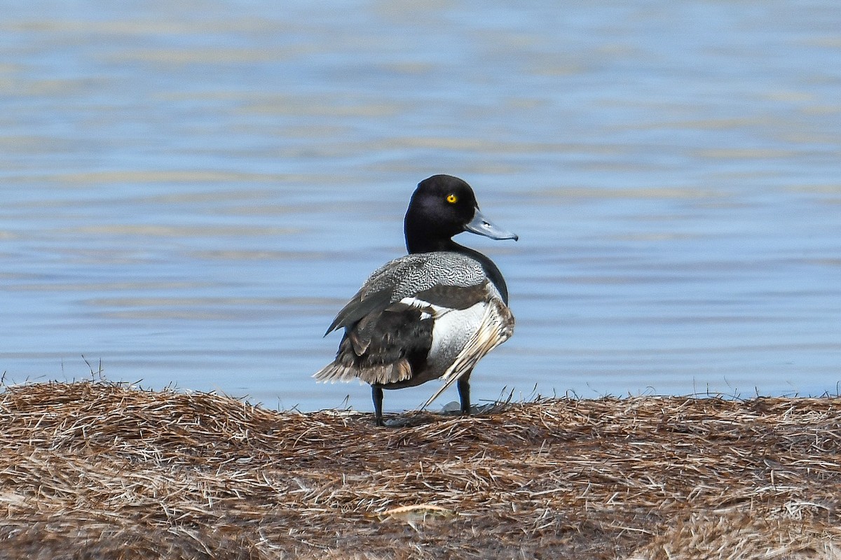 Lesser Scaup - ML634683722