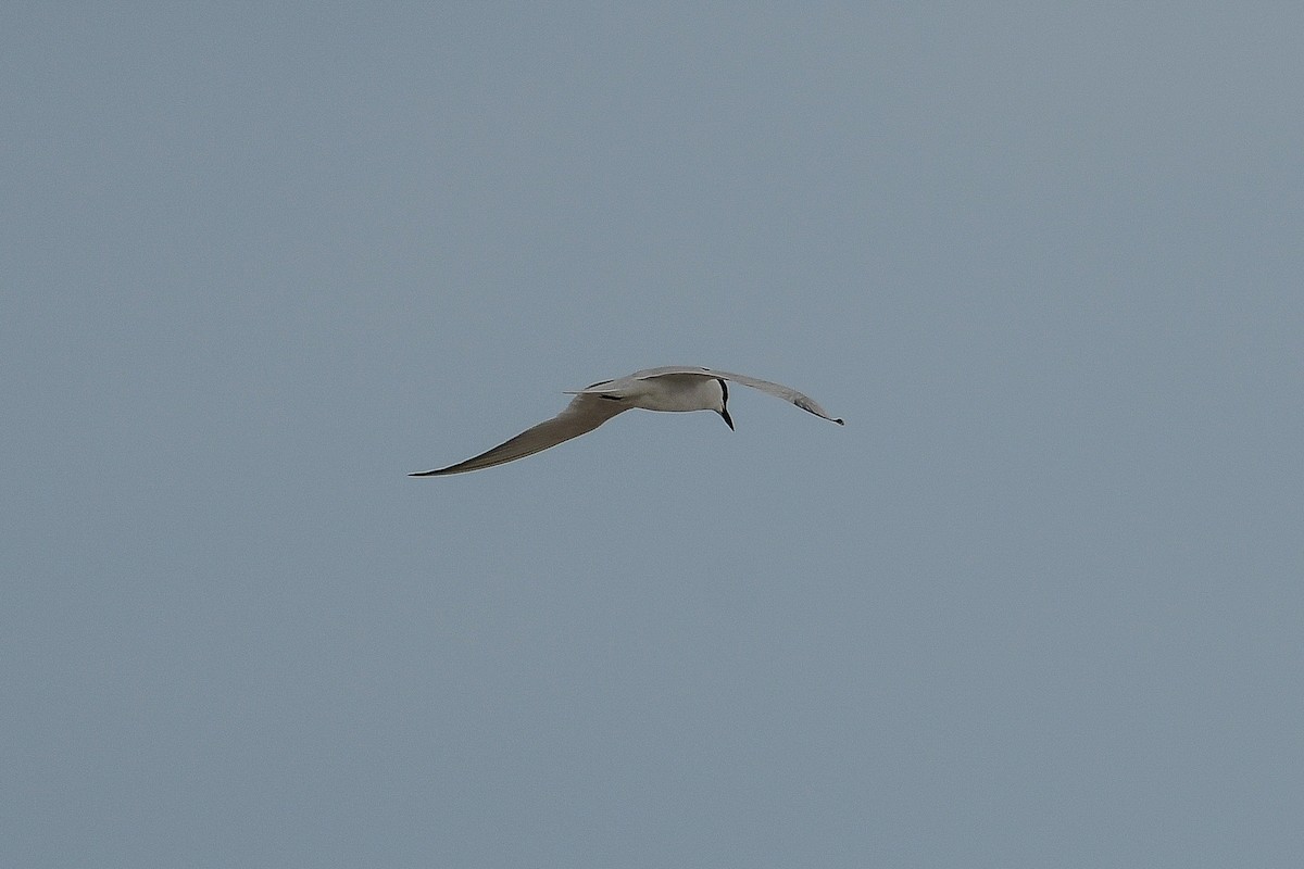 Gull-billed Tern - ML634683743