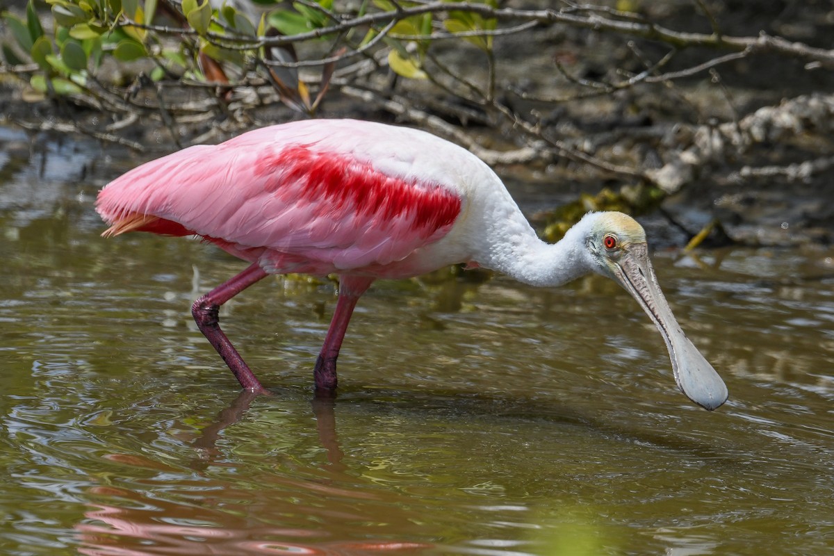 Roseate Spoonbill - ML634683799