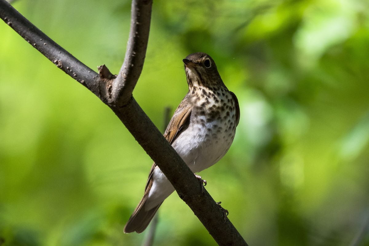 Swainson's Thrush - ML634683824