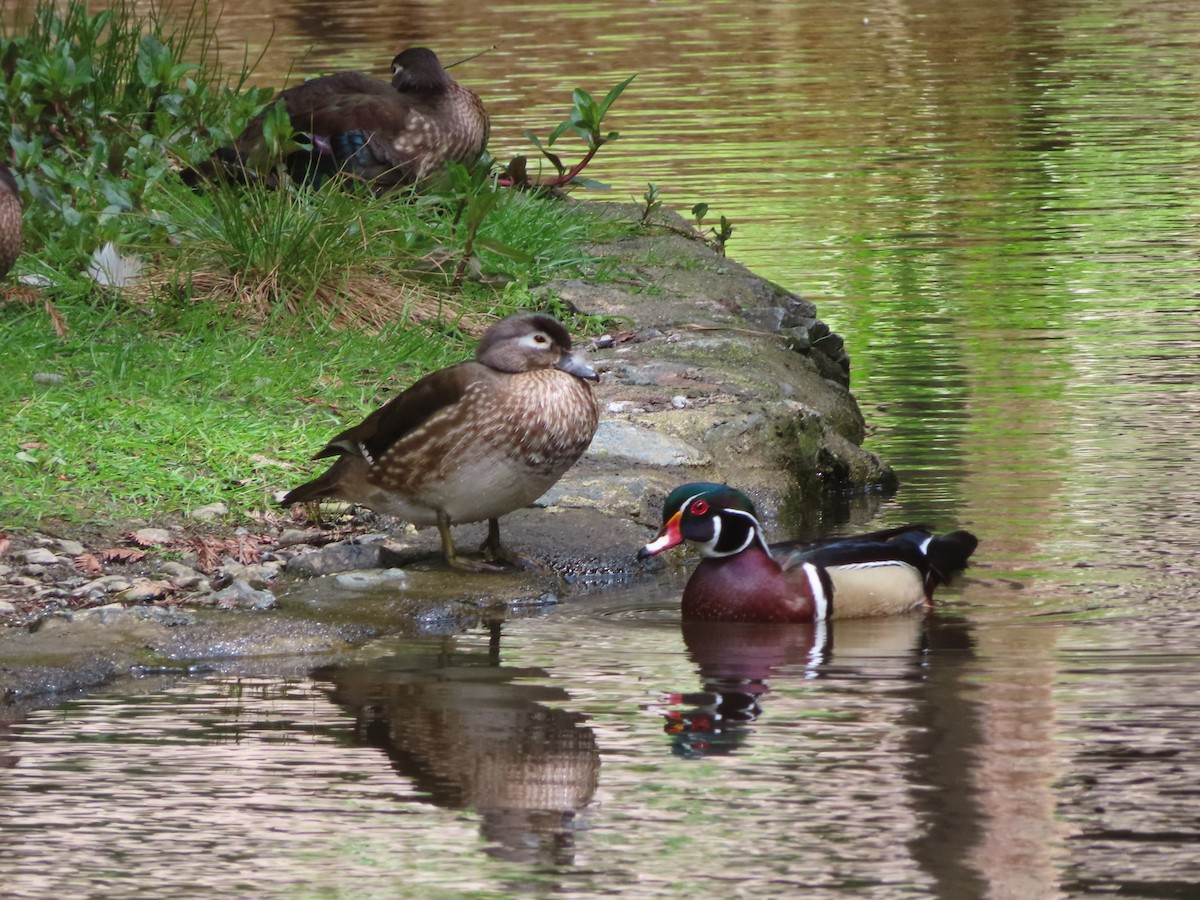Wood Duck - ML634683954