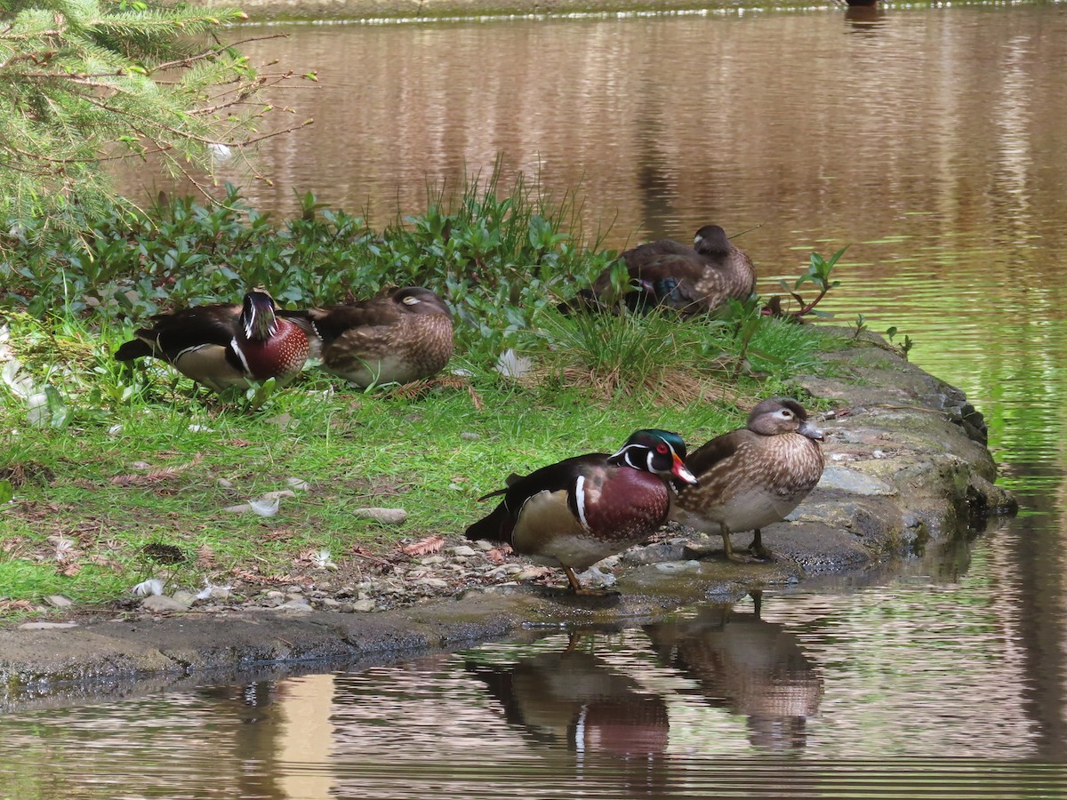 Wood Duck - ML634683968
