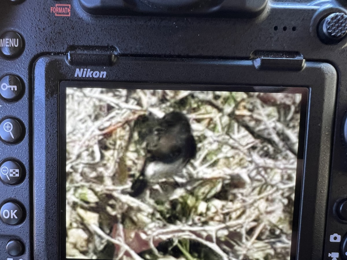 Black Phoebe - ML634683972