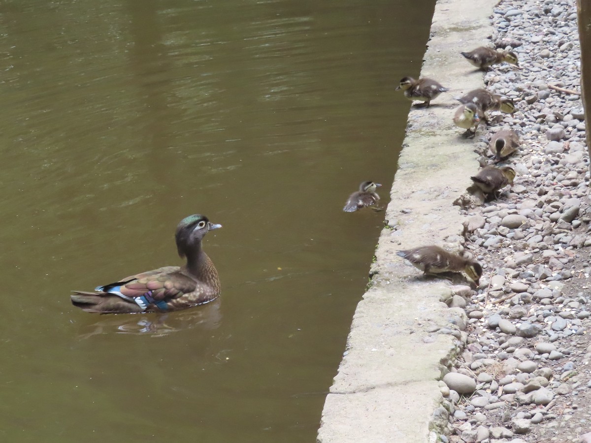 Wood Duck - ML634684002