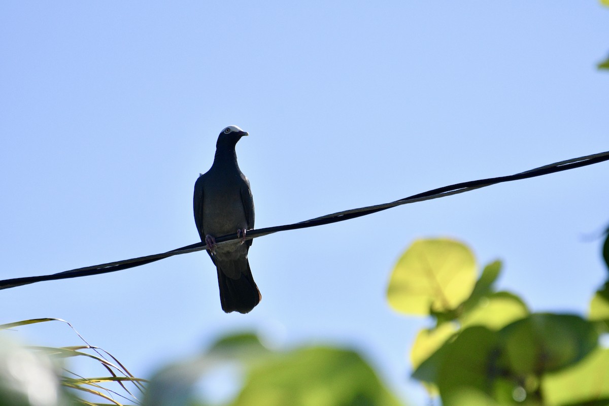White-crowned Pigeon - ML634684023