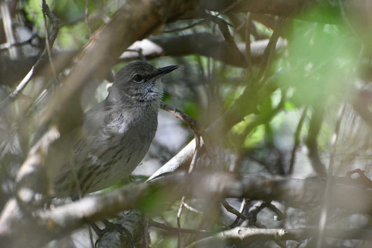 Bahama Mockingbird - ML634684121