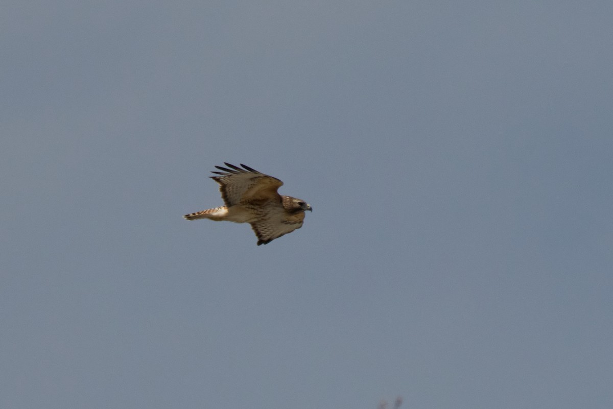 Red-shouldered x Red-tailed Hawk (hybrid) - ML634684208