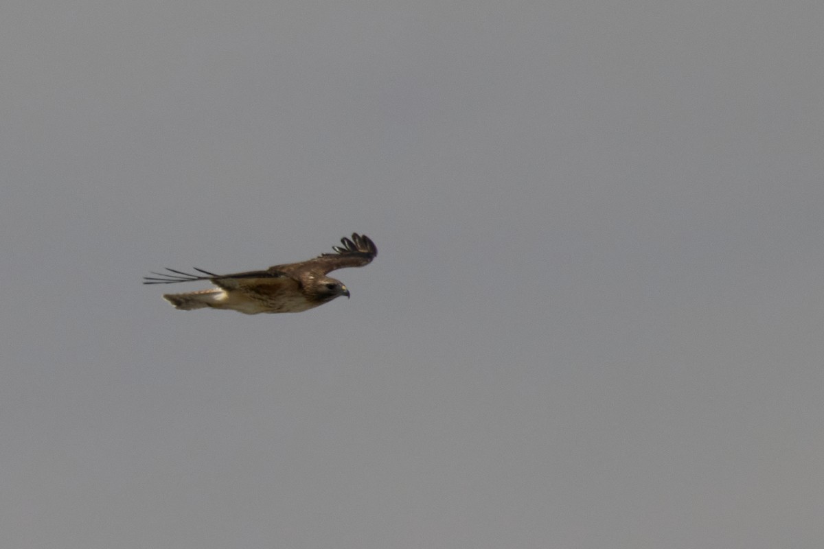 Red-shouldered x Red-tailed Hawk (hybrid) - ML634684225