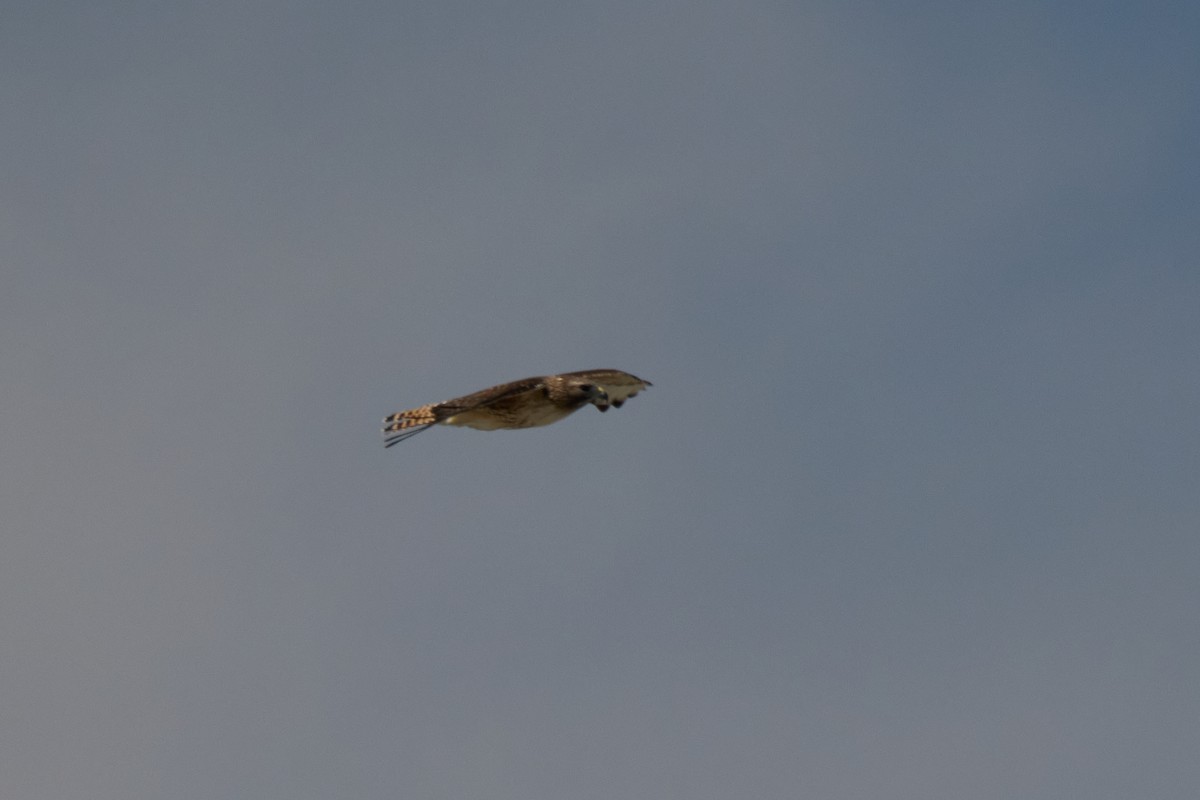 Red-shouldered x Red-tailed Hawk (hybrid) - ML634684227