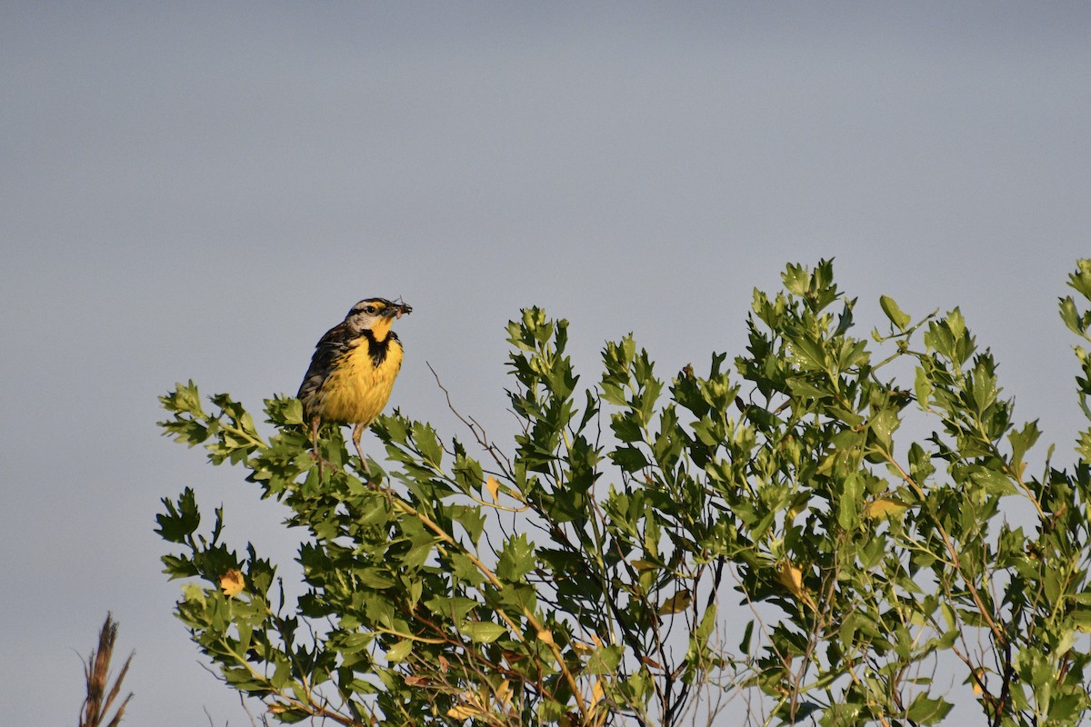 Eastern Meadowlark - ML634684297