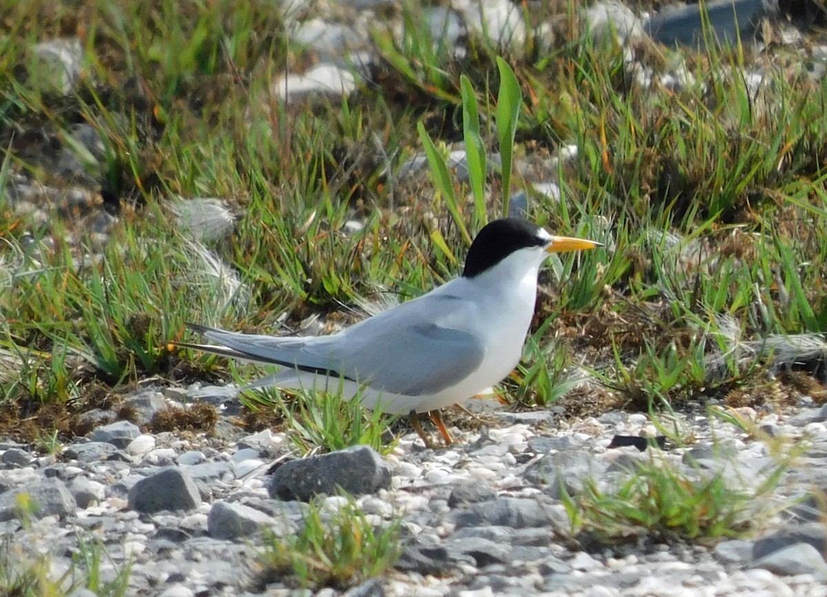 Least Tern - ML634684317