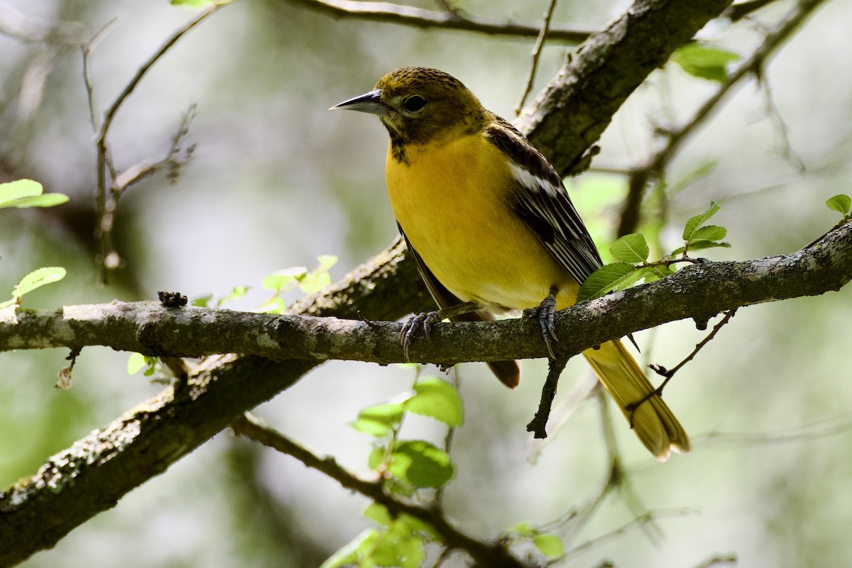 Baltimore Oriole - ML634684494