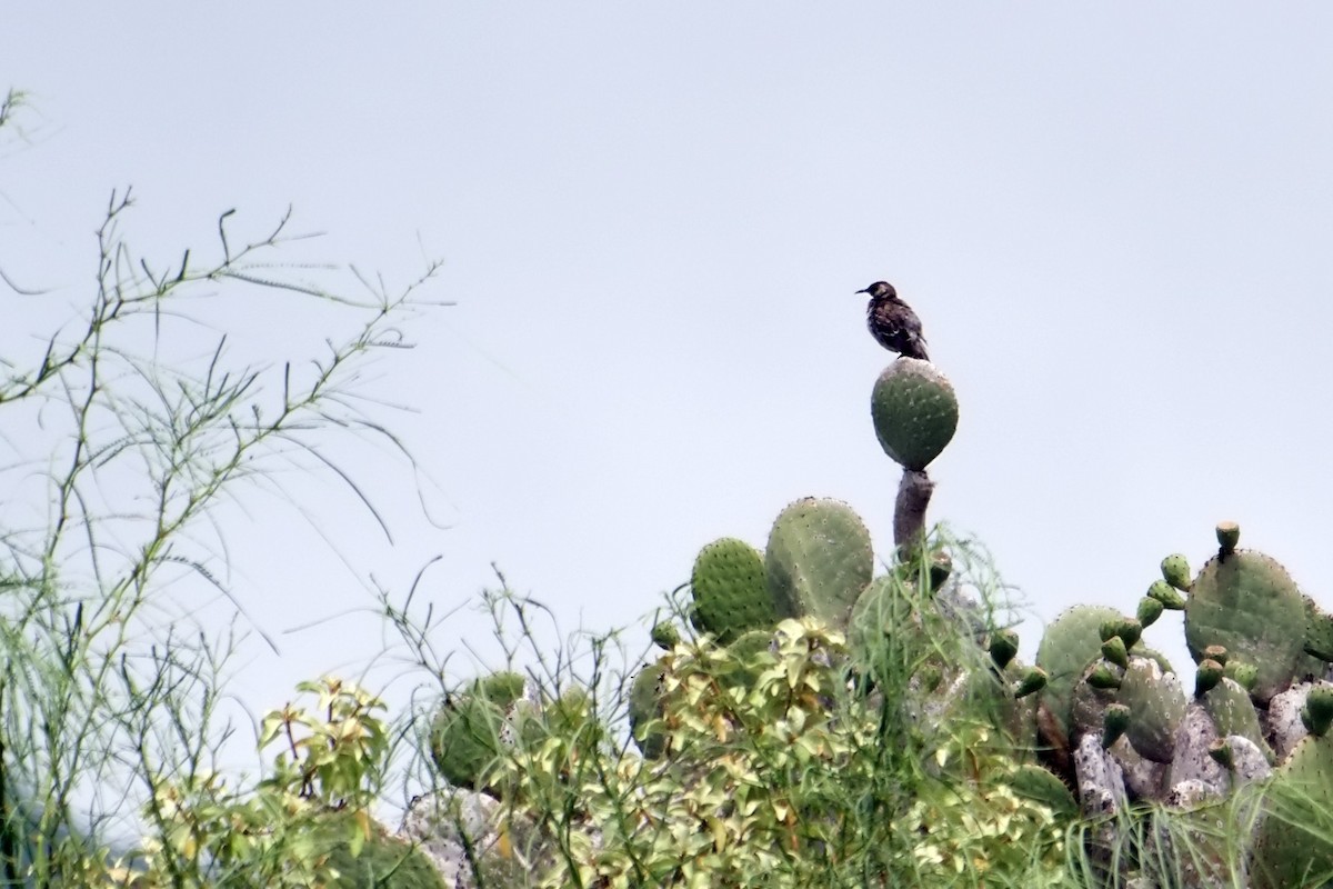 Floreana Mockingbird - ML634684545