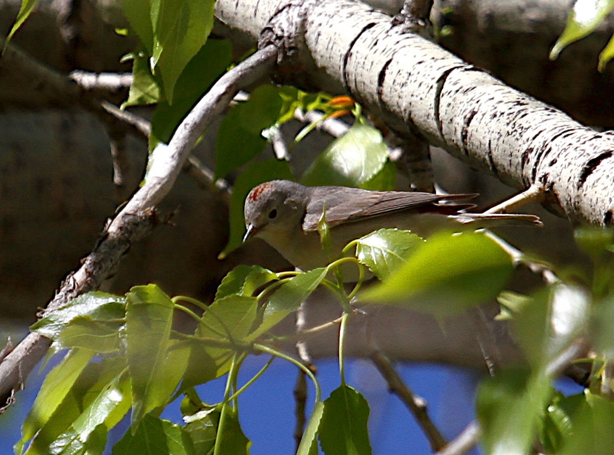 Lucy's Warbler - ML634684552
