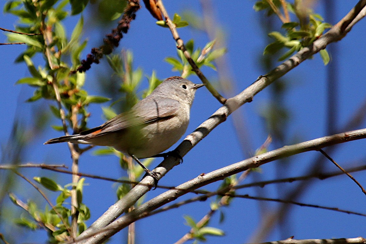Lucy's Warbler - ML634684553