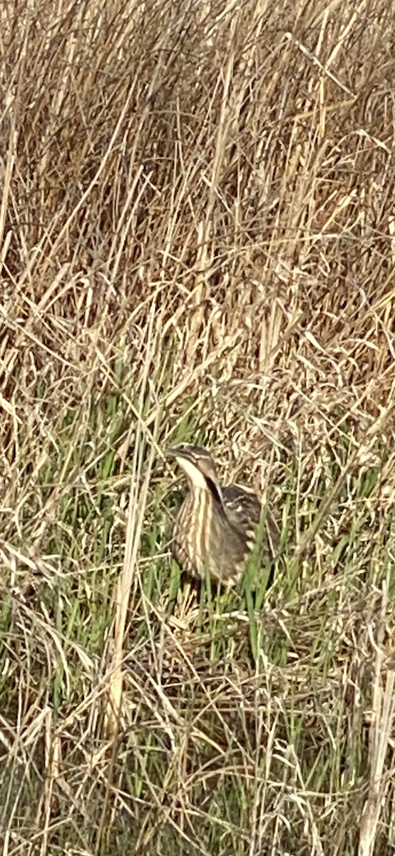 bukač severoamerický - ML634684884