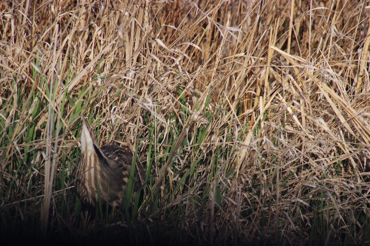 bukač severoamerický - ML634684917