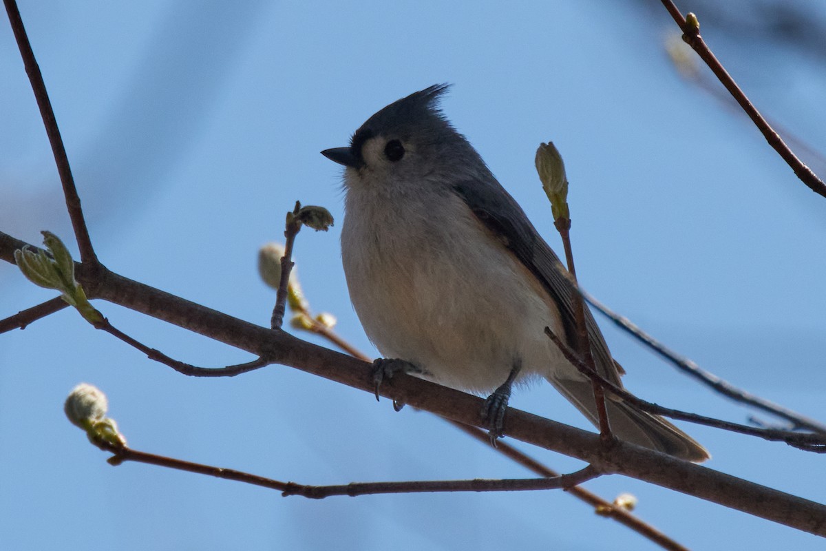 Tufted Titmouse - ML634684932
