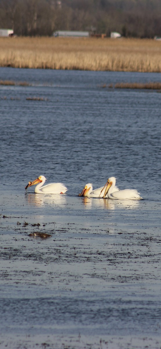 pelikán severoamerický - ML634684961