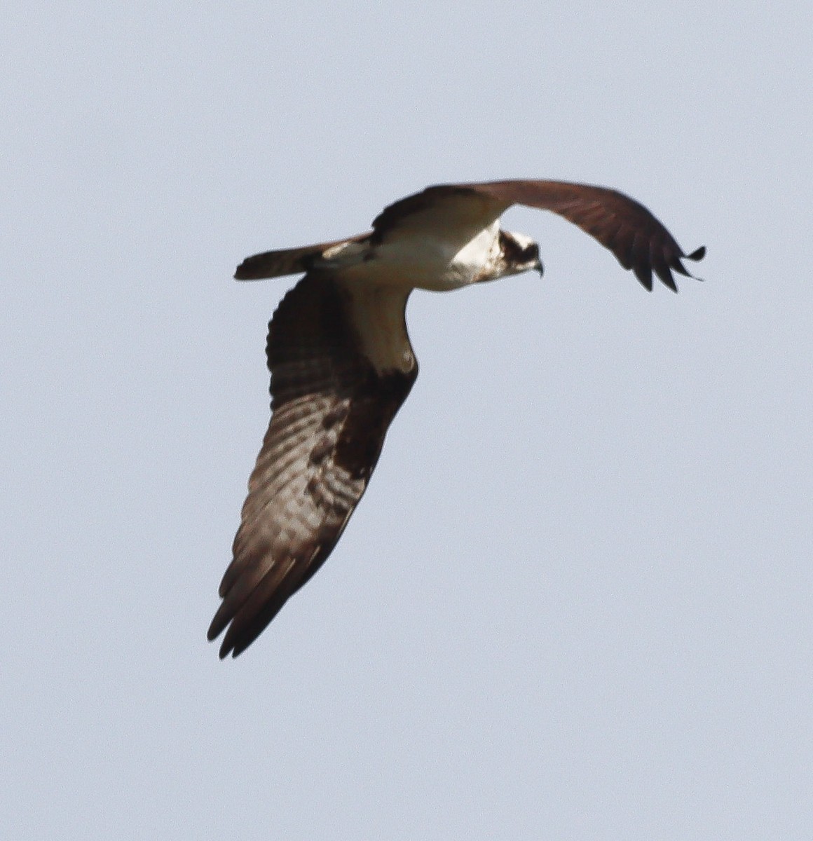 Balık Kartalı - ML634685032