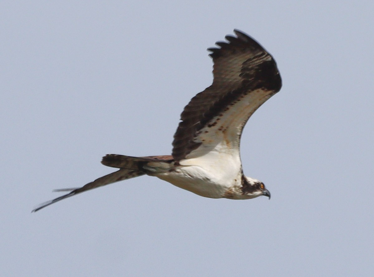 Balık Kartalı - ML634685033