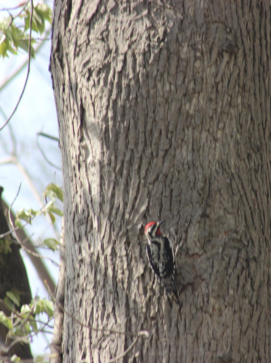 datel rudohrdlý - ML634685066