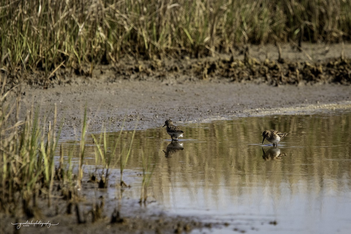アメリカヒバリシギ - ML634685117