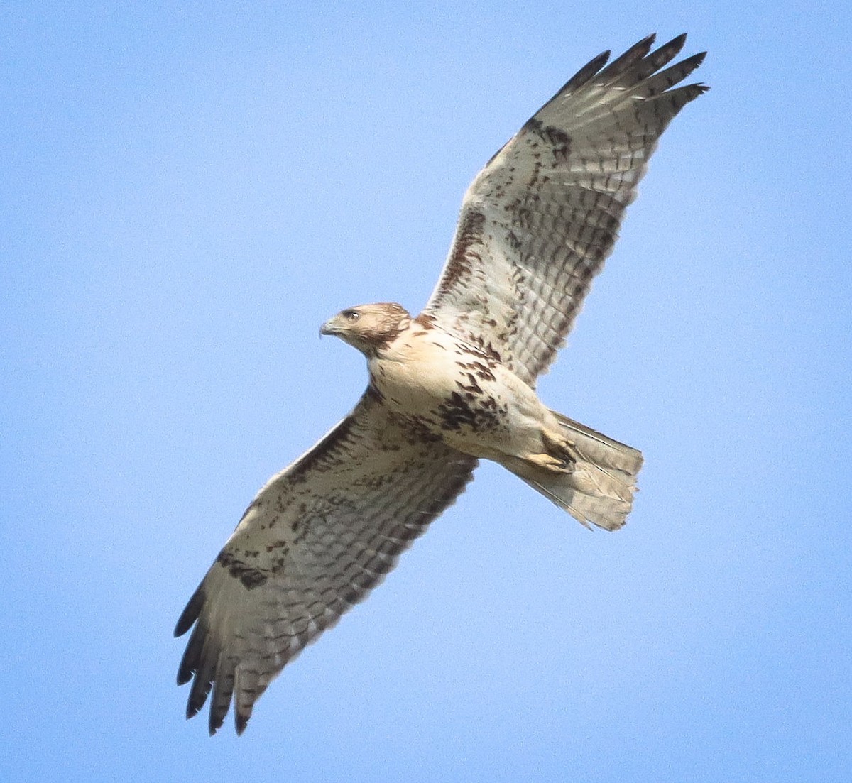 Kızıl Kuyruklu Şahin - ML634685122