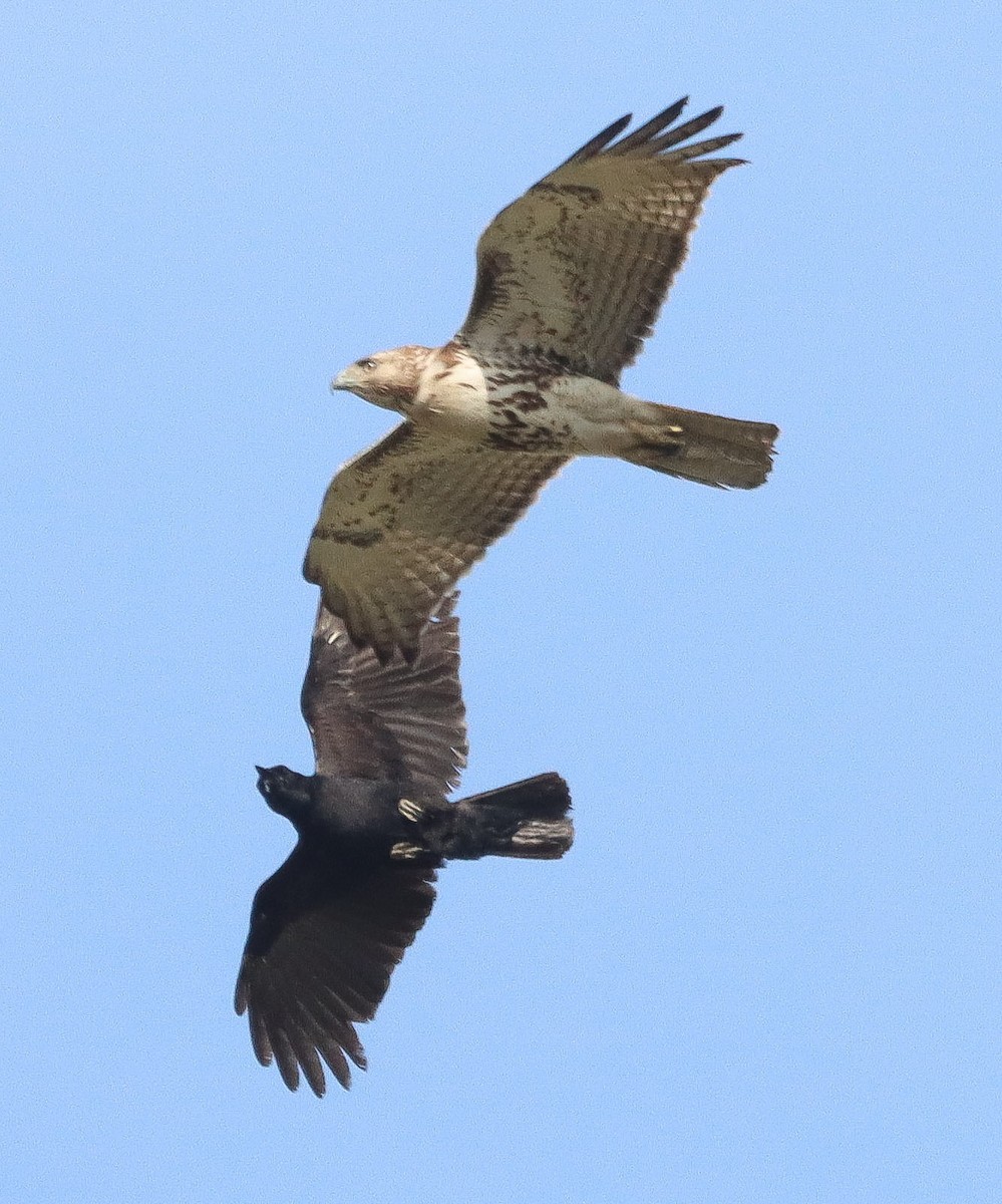 Kızıl Kuyruklu Şahin - ML634685123