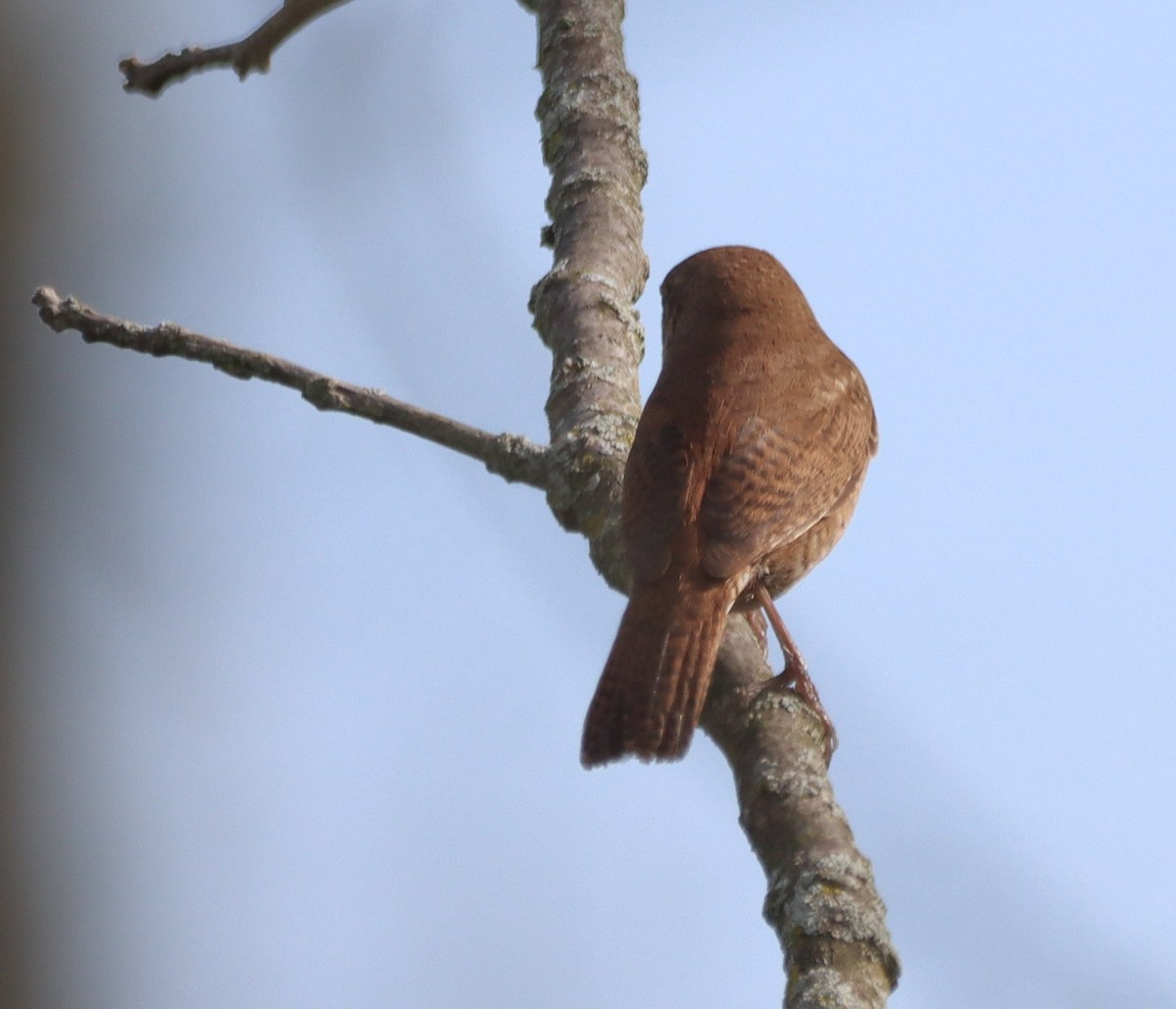 Ev Çıtkuşu - ML634685155