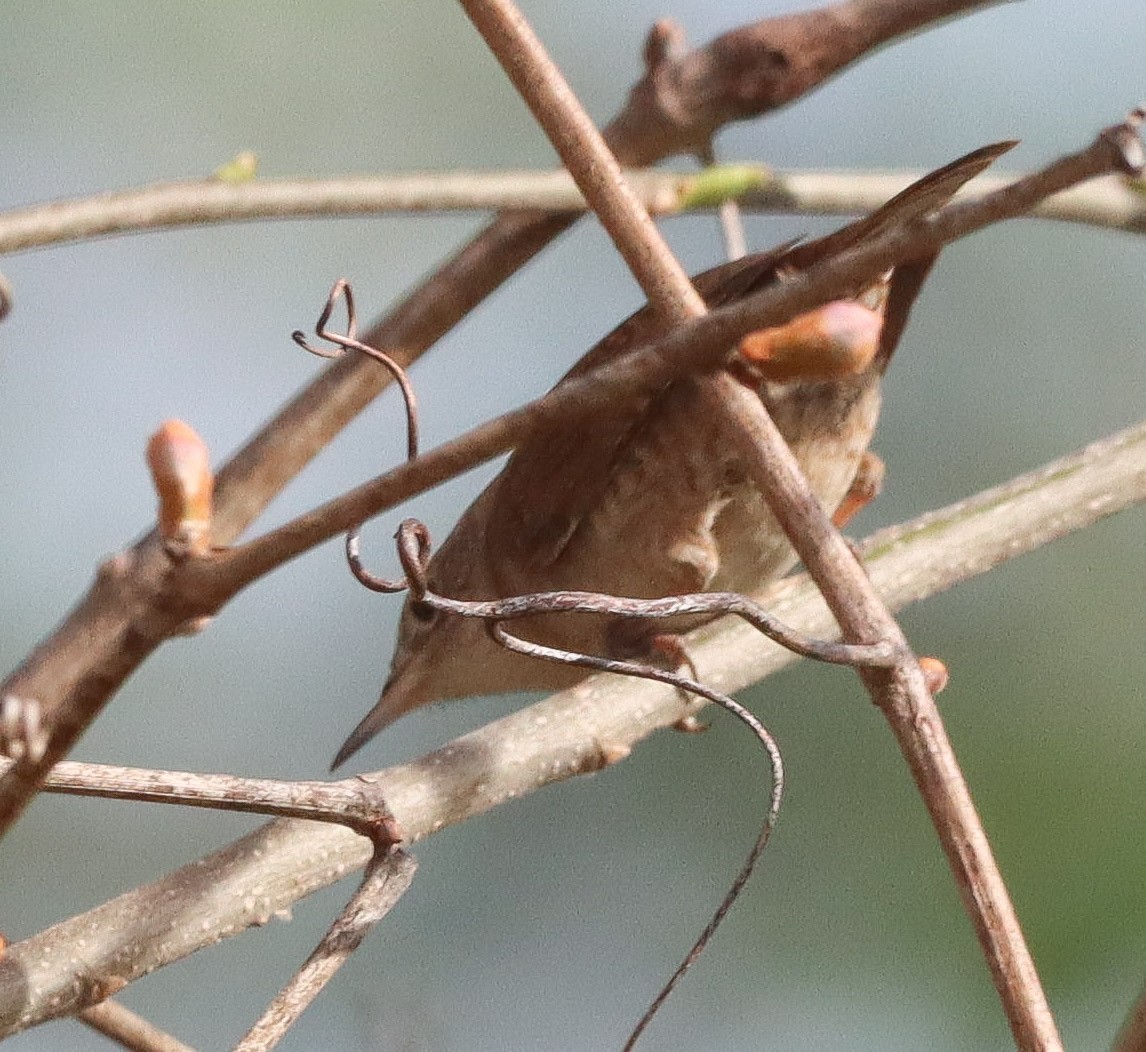 Ev Çıtkuşu - ML634685156