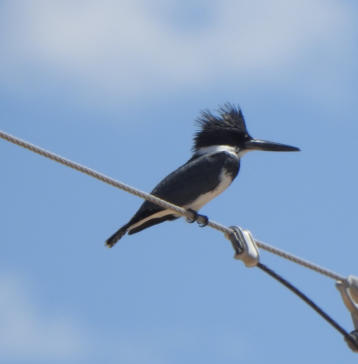 Belted Kingfisher - ML634685249