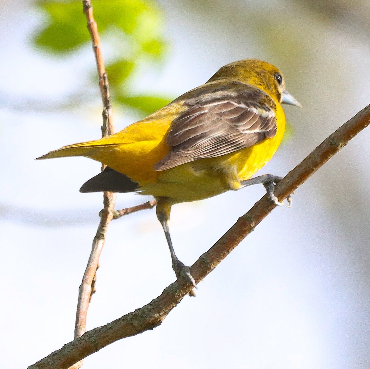 Baltimor Turpiyalı - ML634685269