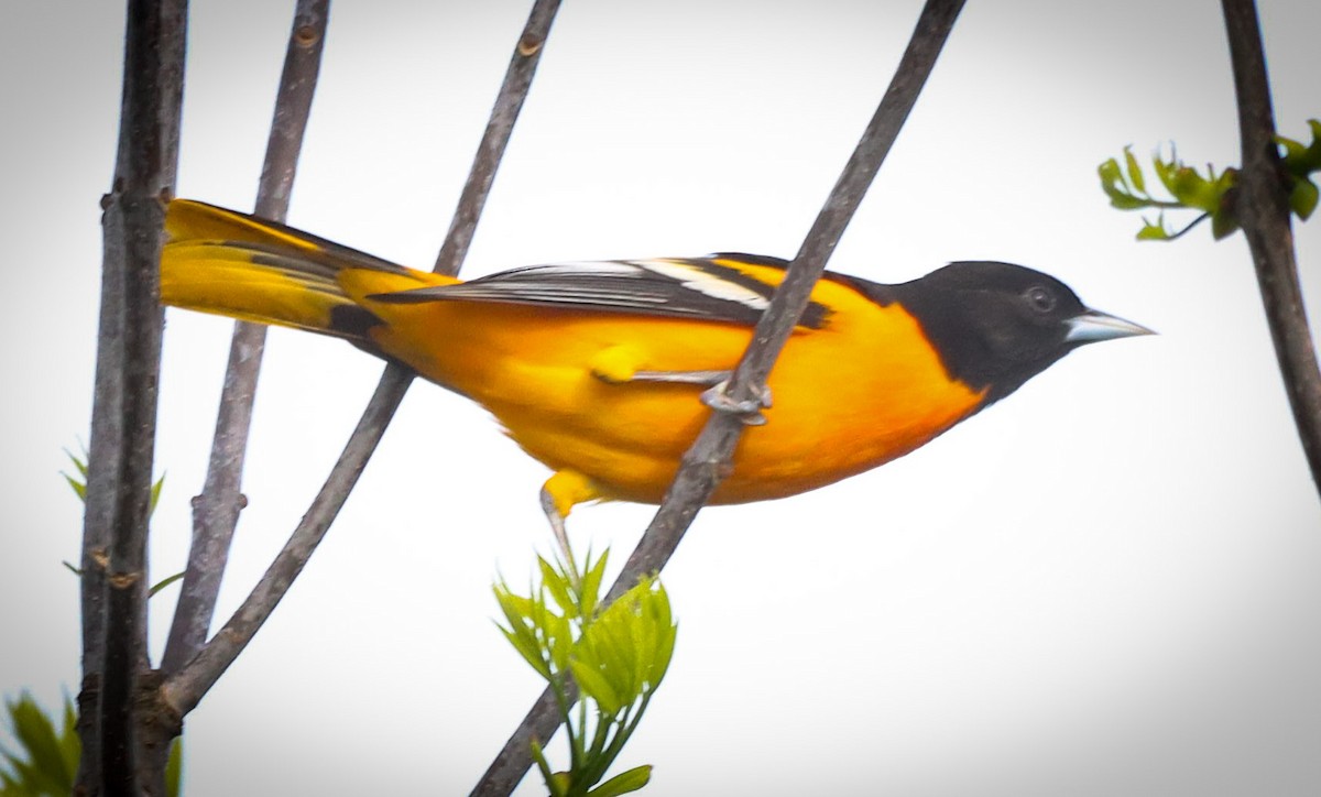 Baltimor Turpiyalı - ML634685270