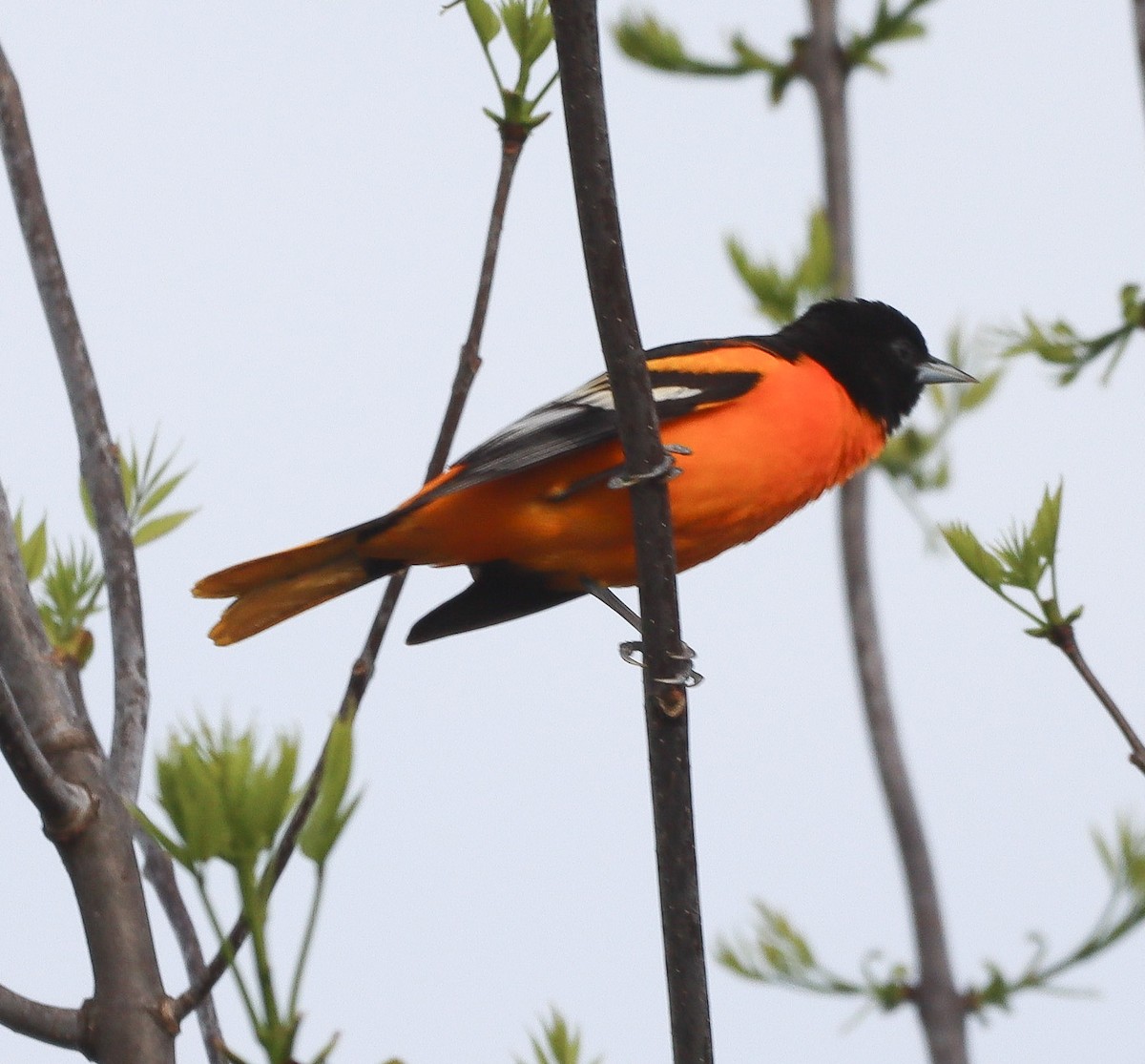 Baltimor Turpiyalı - ML634685271