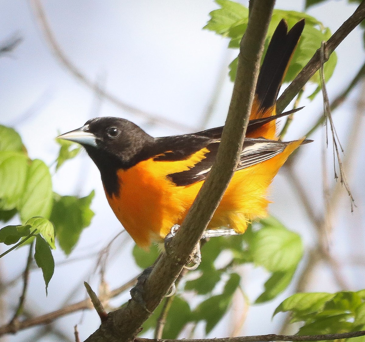 Baltimor Turpiyalı - ML634685272