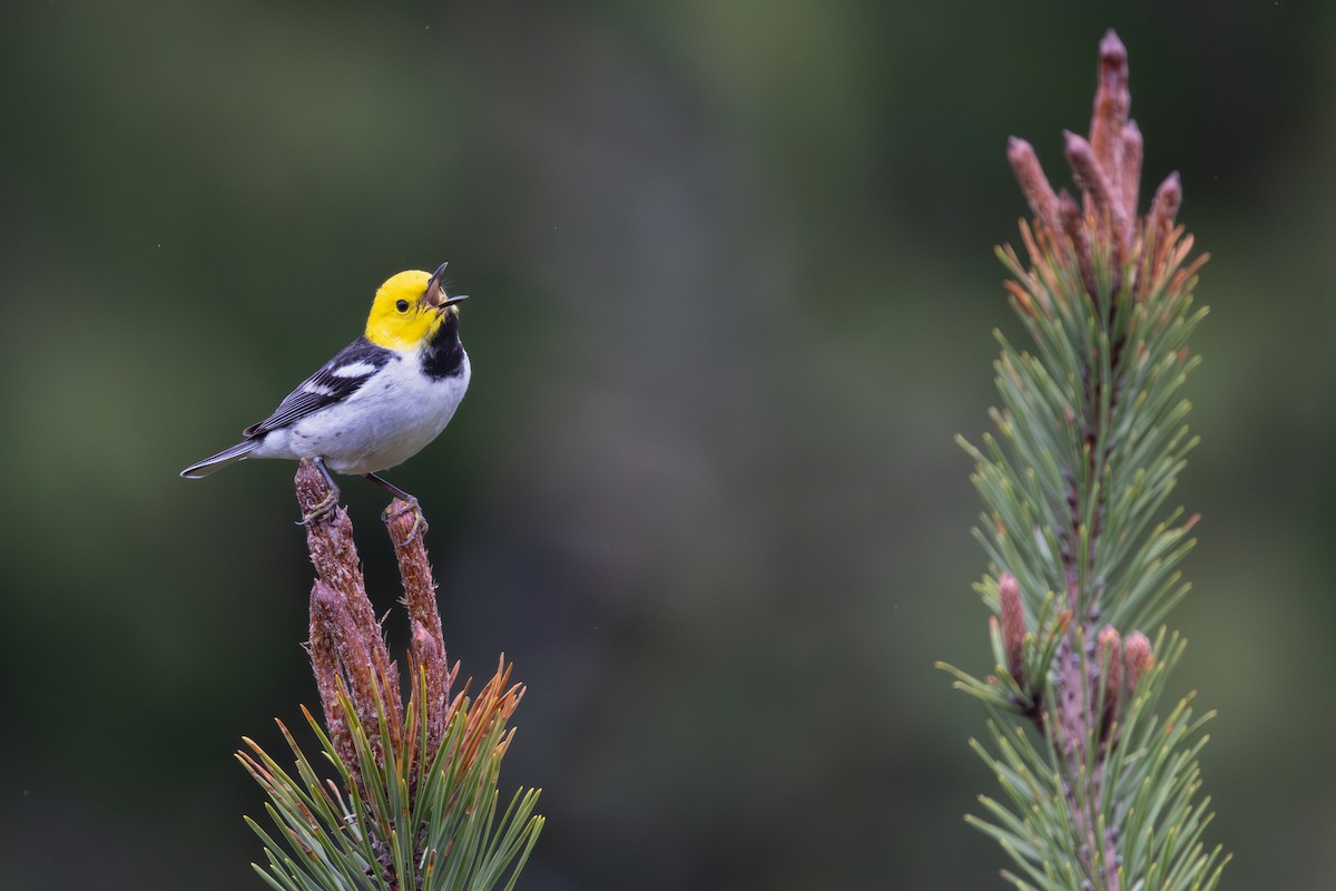 Hermit Warbler - ML634685283