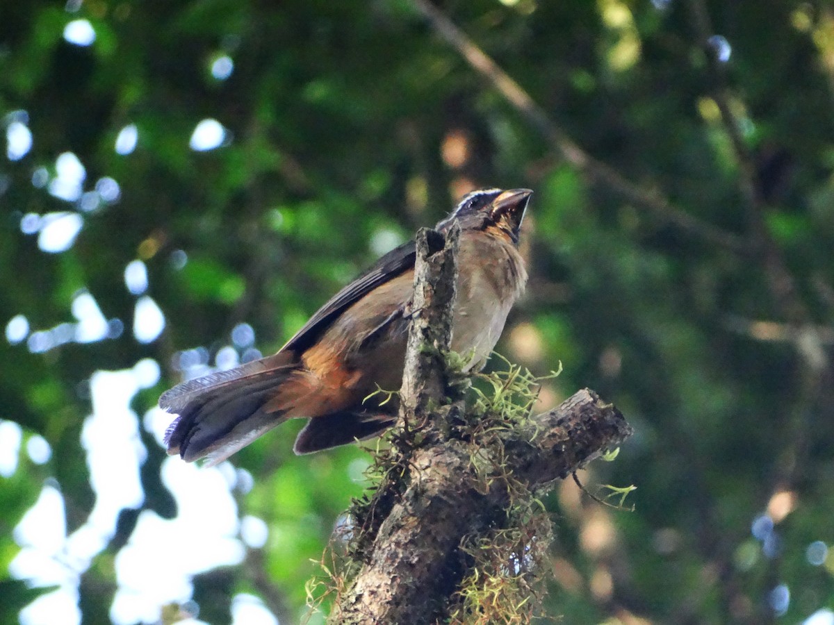 ハシブトイカル - ML634685398