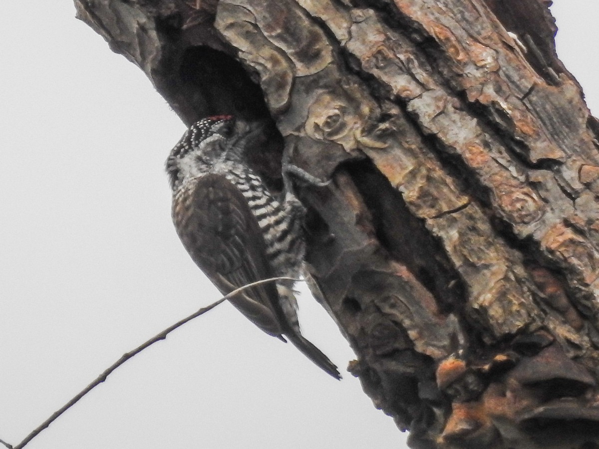 White-barred Piculet - ML634685873