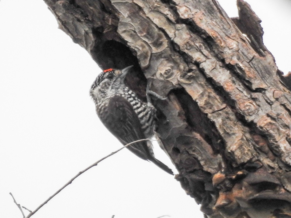 White-barred Piculet - ML634685874