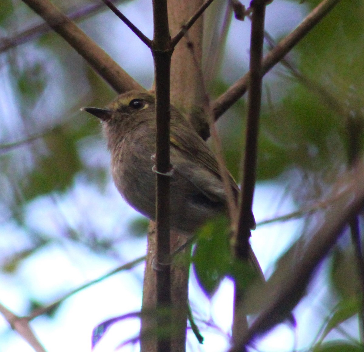 Drab-breasted Pygmy-Tyrant - ML634686079